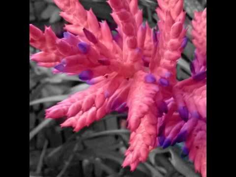 Инопланетное создание #flower#nature#flora#orchids#орхидея#НЛО смотреть онлайн