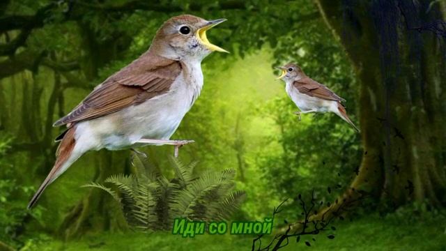Фиксай - Соловей (feat soloway) упращённый текст песни смотреть онлайн