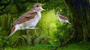 Фиксай - Соловей (feat soloway) упращённый текст песни