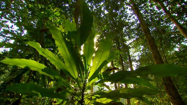 Power up 3_Unit 4_ page 44_ 01 Unit opener_Fun in the jungle смотреть онлайн