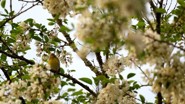 The very high pitched European serin song (serinus serinus) смотреть онлайн