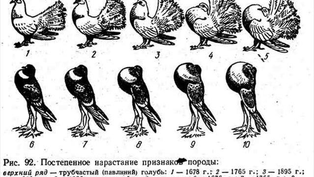 ІНБРИДИНГ Лимаренко смотреть онлайн