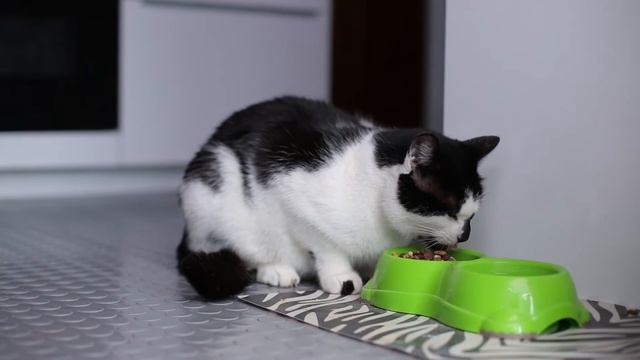 Vad är Feliway Friends? смотреть онлайн