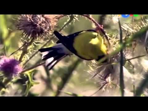 "Мир дикой природы" - Все цвета радуги - Развивающие мультфильмы для детей смотреть онлайн