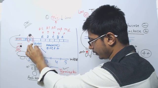 Lac operon vs Trp operon смотреть онлайн