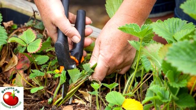 Когда и зачем нужно обрезать листья на клубнике смотреть онлайн