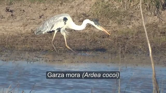 Biowiki Argentina: Algunas vistas de fauna de la cuenca del salado. Humedales y pastizales смотреть онлайн