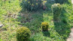 Обработка самшита от «огнёвки». Название препаратов, обработка