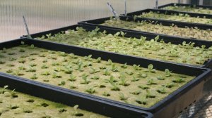 Пробую выращивать базилик и мяту на агровате