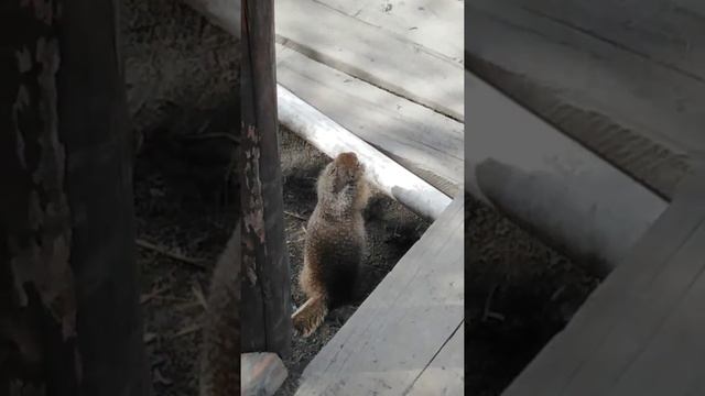 Земляная белка смотреть онлайн