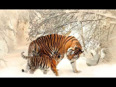 Бояр сражение за будущее  ч3