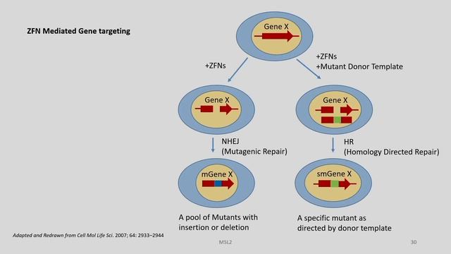 Lec 11: Design of Zinc Finger Nucleases for genome editing смотреть онлайн