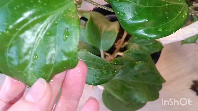 обзор Hoya Compacta, Chuniana, AH 041, Polyneura Broget, Borneo Gunung Gadingи другие