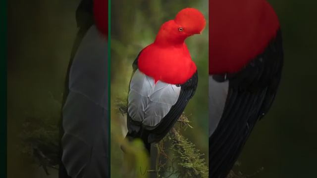 @ nature birds sound 28 photographer on this video of word colourful most watched video смотреть онлайн