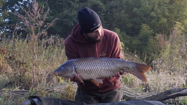 CHOD RIG - SKUTECZNY PRZYPON DO KULEK PŁYWAJĄCYCH POP-UP смотреть онлайн