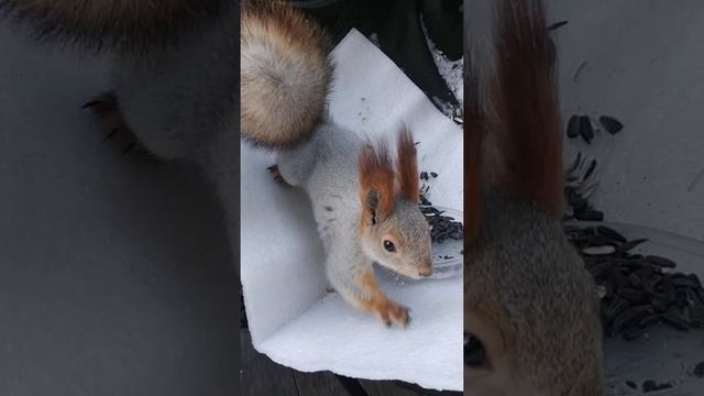 Маленький красавчик#animals#животные#белка#squirrel#дикиеживотные смотреть онлайн