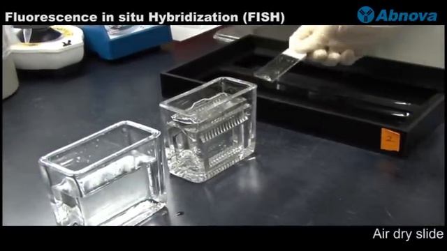 Fluorescence In Situ Hybridization (FISH) смотреть онлайн