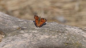 Tamron 150-500mm f/5-6.7 Di III VC VXD