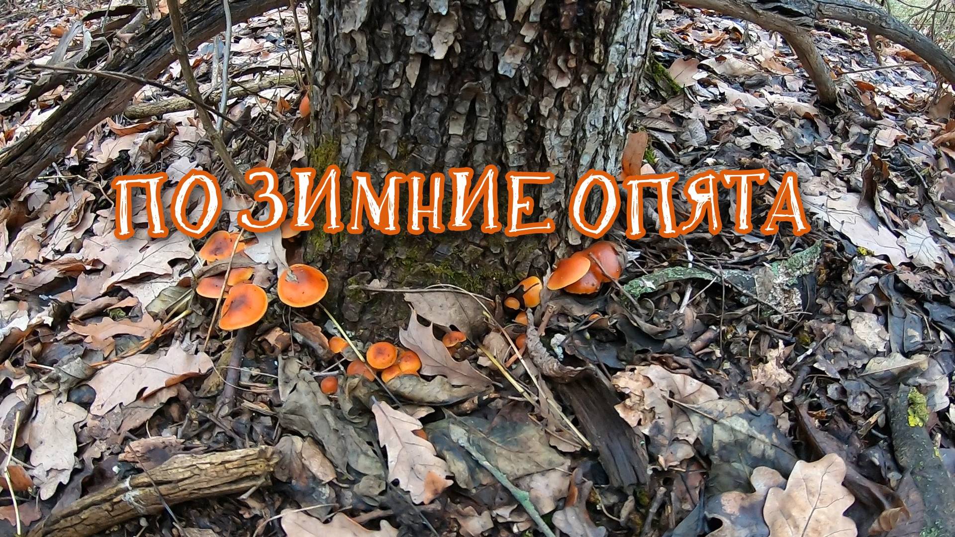 По зимние опята смотреть онлайн