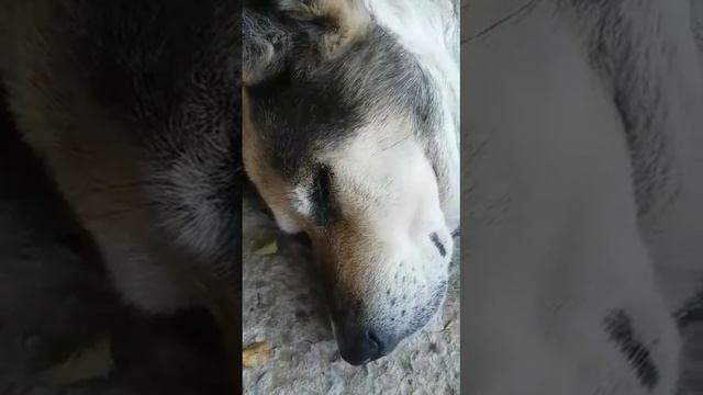 Белка спит смотреть онлайн