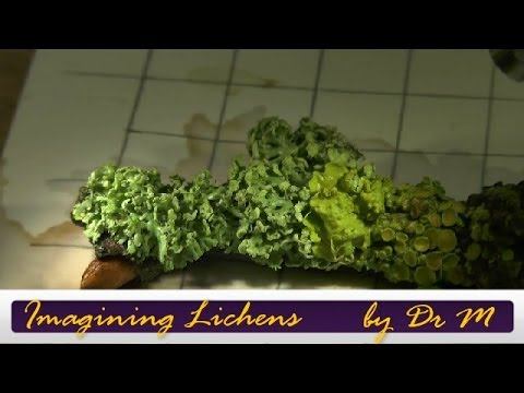 Imagining lichens смотреть онлайн