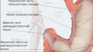 Желудок глотка пищевод по Гаряеву