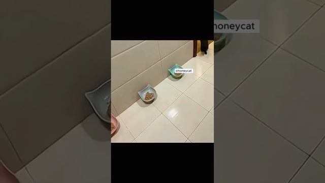 Самые смешные ЖИВОТНЫЕ 22. СМЕХ улучшает жизнь #смешно #смехдослез #cat #dog #funny #animal #pets смотреть онлайн