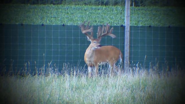 Dominant Genetics - Deer & Wildlife Stories | Deer Farming смотреть онлайн