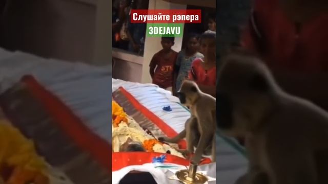 Обезьяна прощается с хозяином в Индии смотреть онлайн