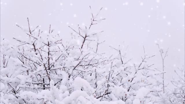 Футажи.Зима.Деревья.Снег. смотреть онлайн