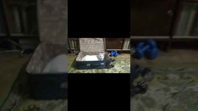 чемодан вокзал до свидания 😂 #shorts #cats