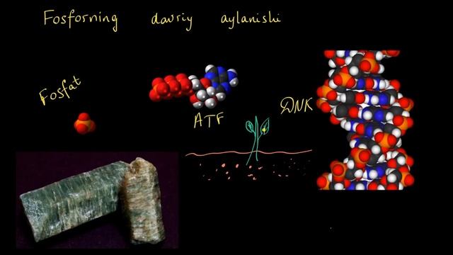 Fosforning Davriy Aylanishi | Ekologiya | Biologiya