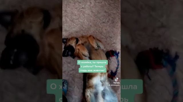 Сонная колбаска смотреть онлайн