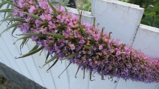 When Echium Fall Down Bloom scroll almost done flowering pan p2. to older echium flick смотреть онлайн