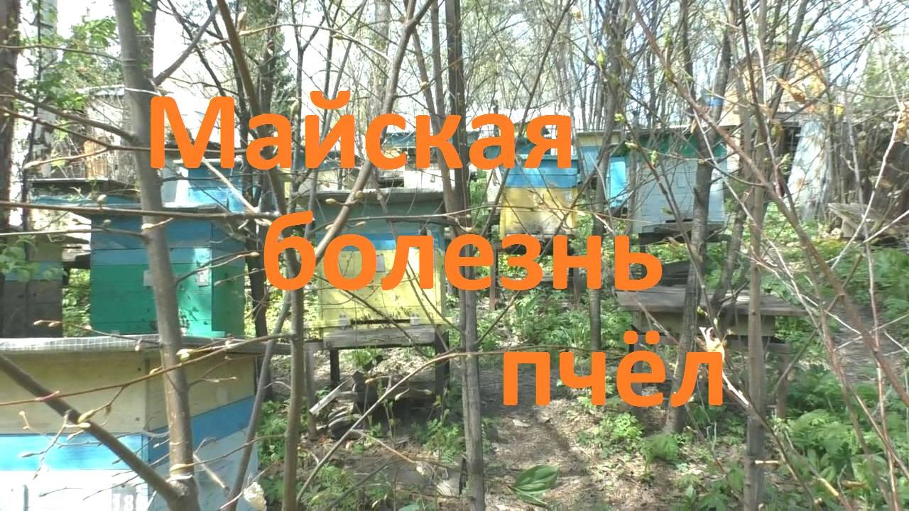 Майская болезнь пчел смотреть онлайн