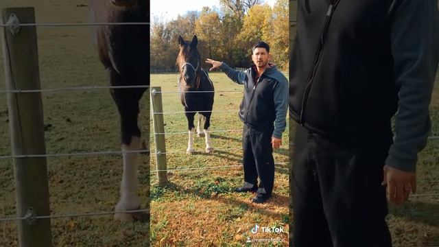 Electric Fence – Does the Shock From an Electric Fence Hurt Horses? ⚡️ смотреть онлайн