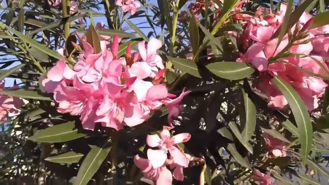 DUBAI'S Flora and Fauna(Flowers and Birds) смотреть онлайн