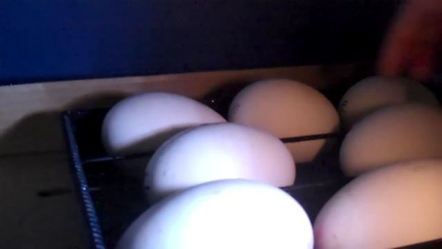 Goose Egg Candling Day 25 and increasing humidity. Lockdown. UPDATE IN INFO смотреть онлайн