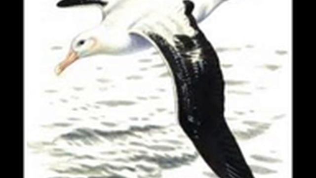 L'albatros .charles Baudelaire