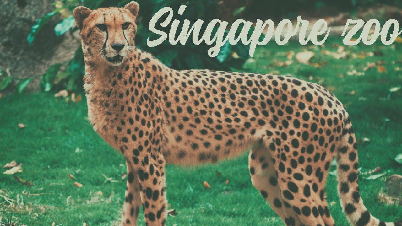 Singapore Zoo / GH5 + Jupiter 135mm / 4K / V-log смотреть онлайн