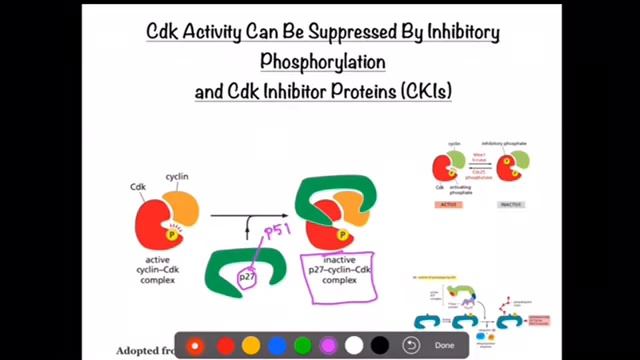 Cell cycle regulation|Cdk regulation|cyclins|cell cycle|weer kinase| cdc25 phosphatase| scf| смотреть онлайн