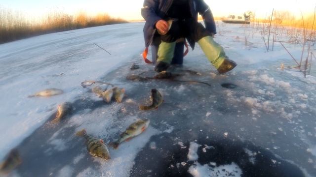 База "Лебедь" дикий клев окуня. смотреть онлайн
