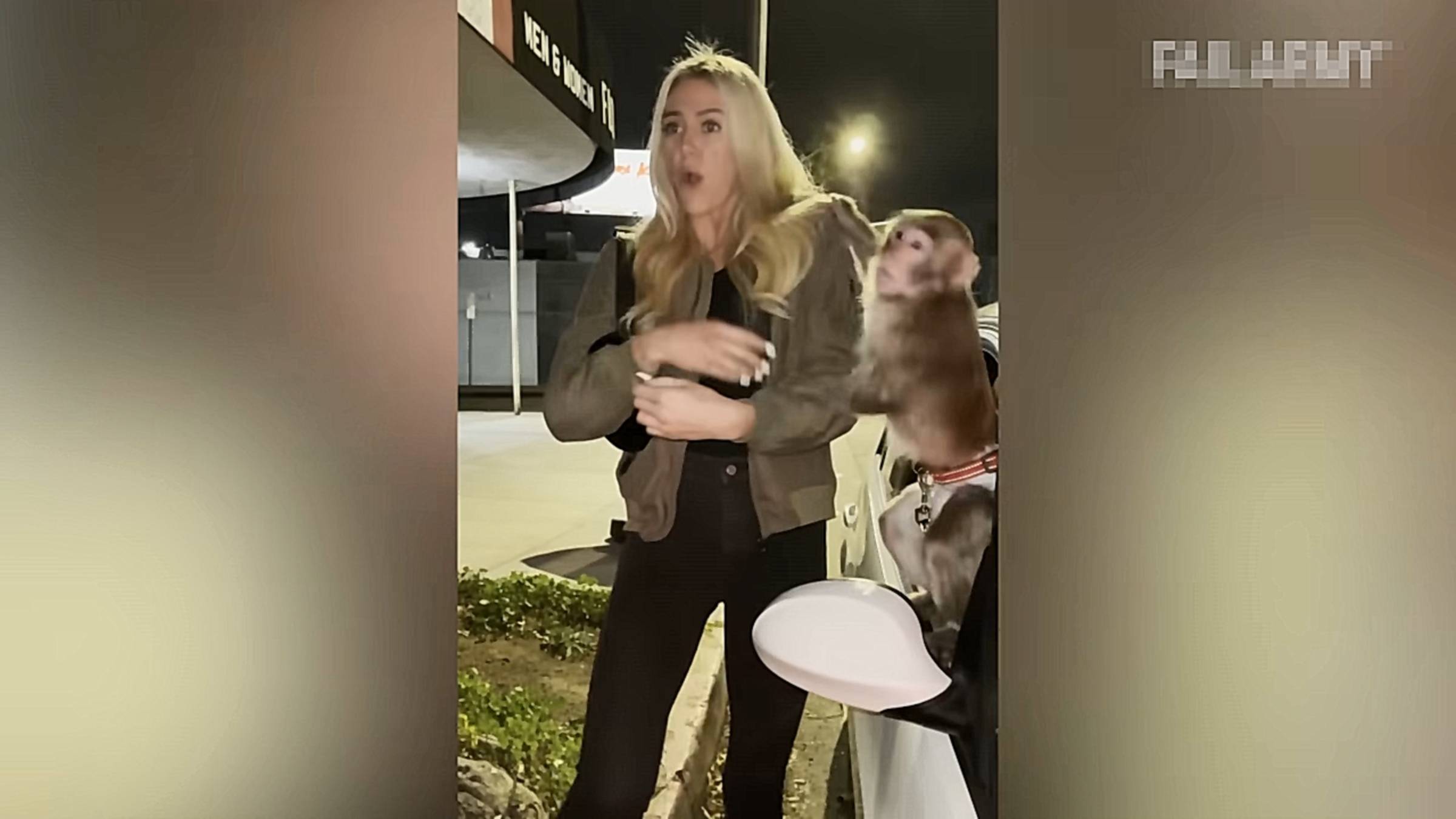 приколы с животными, атаки животных смотреть онлайн