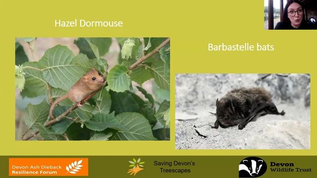 Hedgerows for Wildlife - Saving Devon's Treescapes смотреть онлайн