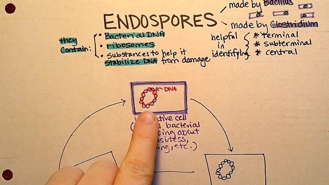 Endospore Sporulation смотреть онлайн