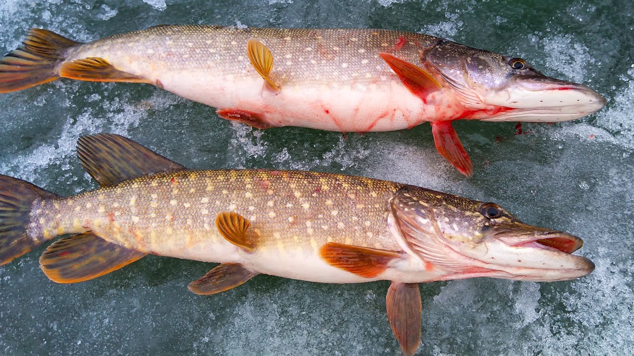 Я В ШОКЕ, откуда тут такие!!! Переставил жерлицы к берегу и ПРОСТО ОФИГЕЛ! Рыбалка на жерлицы
