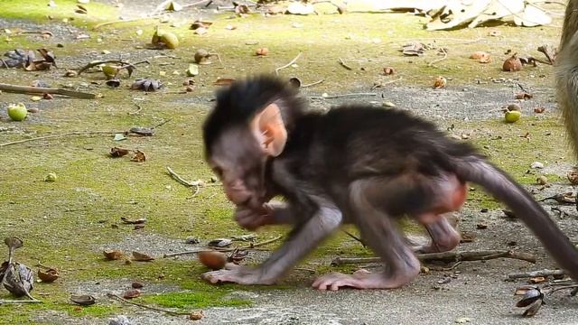 Wow..! Cutest a movement of tiny monkey VEGAN walk away from her mother VEGAS, | Cute Monkey смотреть онлайн