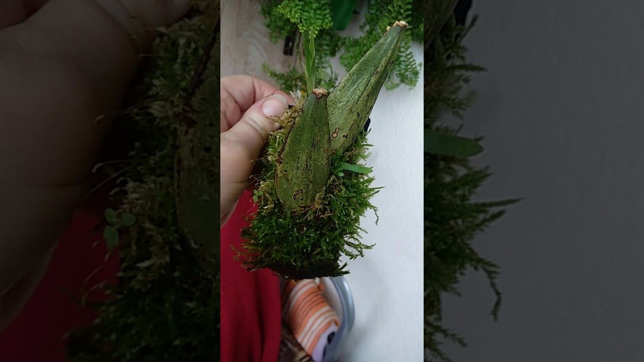 Заметки практика. Делим не снимая с блока и не вынимая из горшка. смотреть онлайн