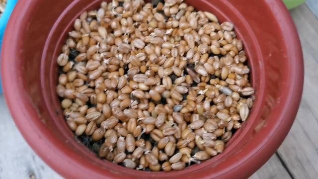 How to grow your Cat Grass or Wheat Grass in just 6 days! смотреть онлайн