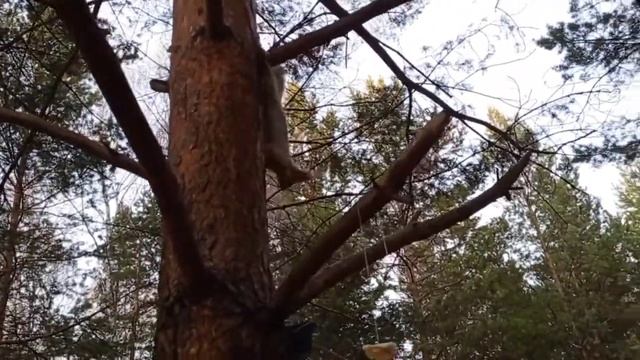 Поиск белок в лесу смотреть онлайн